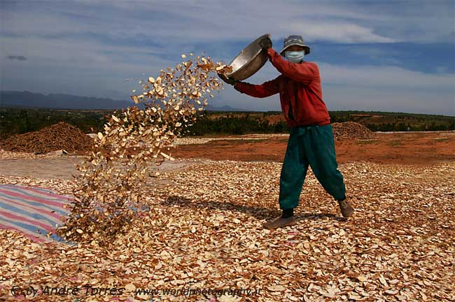 SECHAGE DU MANIOC